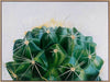 Cacti Canvas Art Print