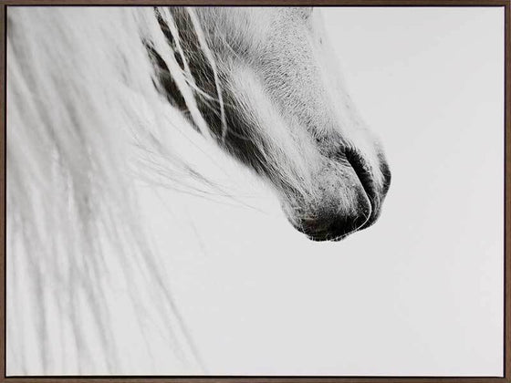 From the Horse's Mouth Art Print