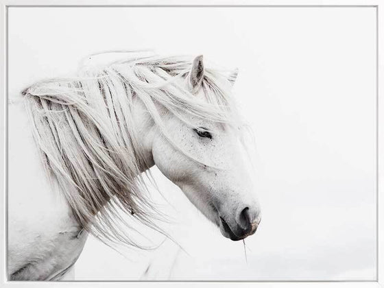 Stallion Art Print