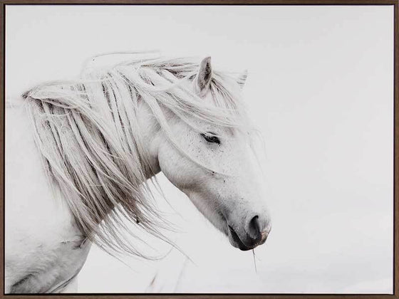 Stallion Art Print