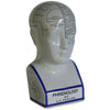 Phrenology Head Large 28cm - Mosshead Trading Co